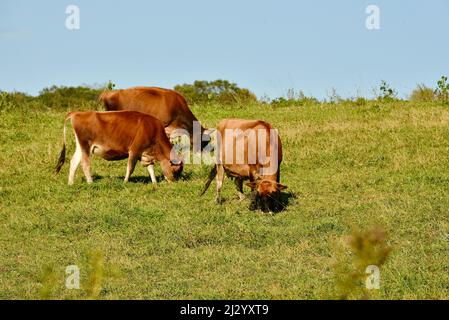 Vaches de Jersey en pâturage ou sur le terrain biologique, des vaches saines de couleur brune rougeâtre sont utilisées pour la production laitière, à la ferme d'Osseo, Wisconsin, Etats-Unis Banque D'Images