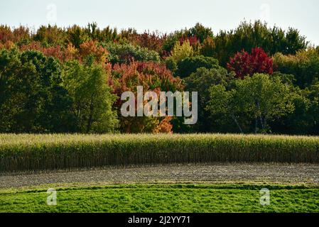 Champ doré de maïs prêt à la récolte, rangée de foin de luzerne verte au début de l'automne, avec des feuilles changeant de couleur dans les forêts de boisés, Osseo, Wisconsin, États-Unis Banque D'Images