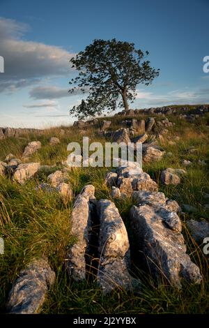 Arbre solitaire sur la chaussée calcaire à Malham, dans le parc national de Yorkshire Dales Banque D'Images