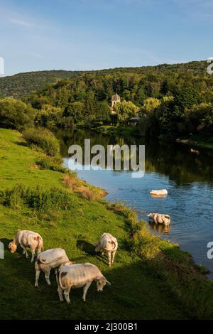 Vaches au bord de la rivière, Chalèze, près de Besançon, Doubs, Franche-Comté, Jura, France Banque D'Images