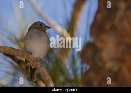 Chaffinch bleu de Ténérife Fringilla teydea. Femme Las Lajas. Vilaflor. Parc naturel de Corona Forestal. Ténérife. Îles Canaries. Espagne. Banque D'Images