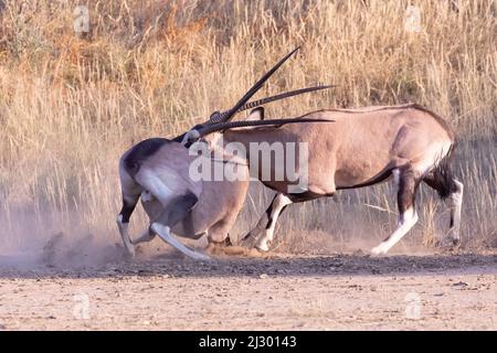 Gemsbok / Oryx africain (Oryx gazella) lutte pour la domination des cornes de verrouillage à l'aube, Parc transfrontalier Kgalagadi, Kalahari, Cap Nord, Afrique du Sud Banque D'Images