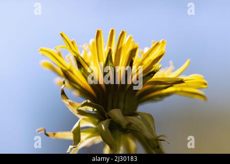 Pissenlit commun; Taraxacum sect ruderalia; fleurs Banque D'Images