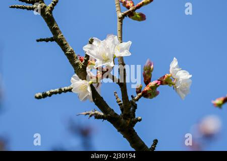 Gros plan sur les bourgeons printaniers, bourgeonnement frais de fleurs sur la branche de l'arbre de « prunus divaricata » (Prunus divaricata). Ciel bleu. Dublin, Irlande Banque D'Images