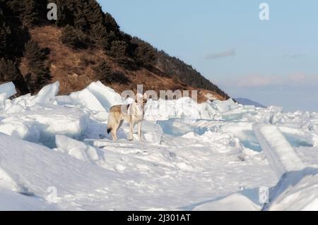 Portrait lumineux d'un chien croisé et d'un loup debout dans la neige au coucher du soleil. Mountans et des buttes de glace sur fond. Magnifique arrière-plan naturel. Banque D'Images