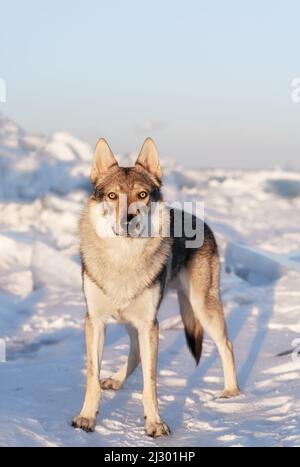 Portrait lumineux d'un chien croisé et d'un loup debout dans la neige au coucher du soleil. La glace bourdonne sur l'arrière-plan. Magnifique arrière-plan naturel. Banque D'Images