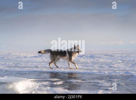 Portrait lumineux d'un chien crossbreed et d'un loup qui coulent sur un lac gelé au coucher du soleil. Mountans et des buttes de glace sur fond. Magnifique arrière-plan naturel. Banque D'Images