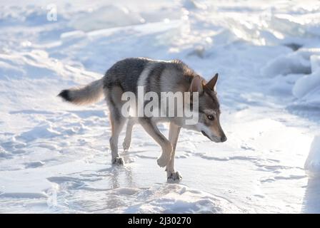 Portrait lumineux d'un chien crossbreed et d'un loup marchant sur un lac gelé au coucher du soleil. Mountans et des buttes de glace sur fond. Magnifique arrière-plan naturel. Banque D'Images