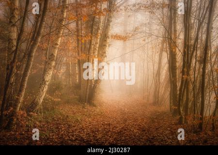 Matin brumeux dans la forêt de hêtre en novembre, Bavière, Allemagne Banque D'Images