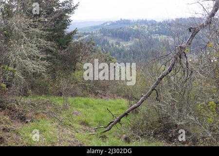 Vue vers le sud depuis le sommet de Wild Iris Ridge à Eugene, Oregon, États-Unis. Banque D'Images