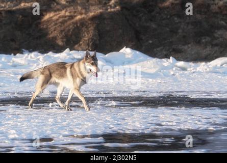 Portrait lumineux d'un chien crossbreed et d'un loup qui coulent sur un lac gelé au coucher du soleil. Mountans et des buttes de glace sur fond. Magnifique arrière-plan naturel. Banque D'Images