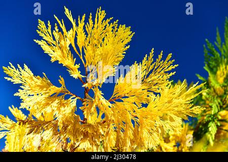 Thuja jaune vif et vert contre un ciel bleu profond, Sant Feliu de Guixols, Catalogne, Espagne Banque D'Images