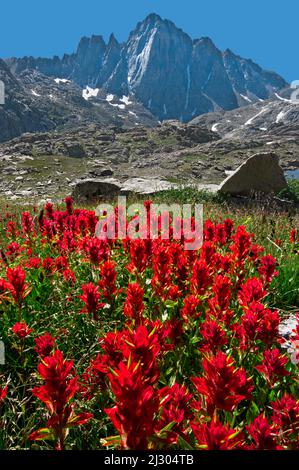 Mt. Cultivateur au-dessus de l'Indian Paintbrush, Wind River Range, Wyoming Banque D'Images