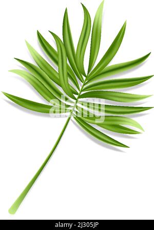Feuille de palmier tropicale isolée sur fond blanc. Plante d'été verte réaliste. Illustration vectorielle Illustration de Vecteur