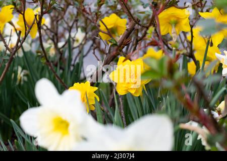 Werdenberg, Suisse, 29 mars 2022 Rose jaune s'épanouit dans un petit parc au printemps Banque D'Images