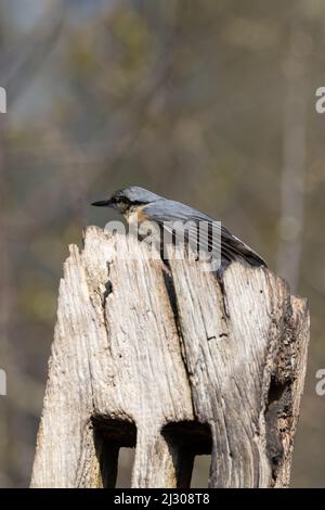 Nuthatch (Sitta europaea) sur une souche d'arbre Banque D'Images