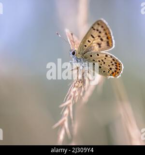 European Butterfly Sooty Copper (Lycaena tityrus) avec un arrière-plan flou, reposant sur l'herbe avec de beau bokeh. Papillon dans l'environnement naturel nat Banque D'Images