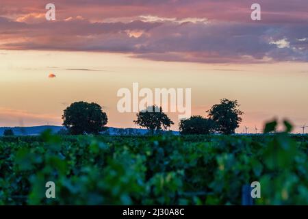 Coucher de soleil sur les champs près du parc national Seewinkel à Burgenland, Autriche Banque D'Images