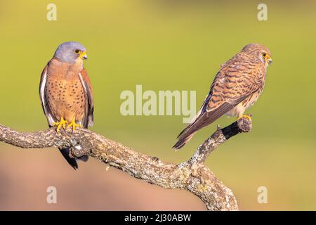 Le petit Kestrel de paire (Falco naumanni) sur la branche près de la colonie reproductrice. Cette espèce d'oiseau se reproduit de la Méditerranée à travers l'Afghanistan et l'AS central Banque D'Images