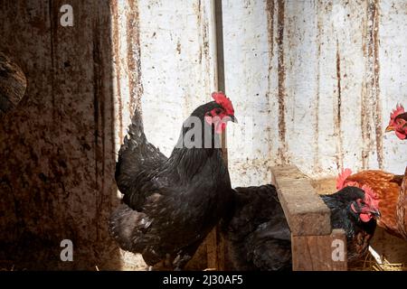 Profil de poulet avec des panneaux de grange blancs Banque D'Images