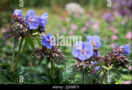 Geranium pratense 'Purple Haze' Banque D'Images