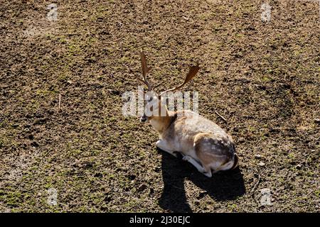 assis de puissants cerfs de barrage avec de gros bois sur un pré brun-vert photographié d'en haut, fourrure à pois blanc-brun, jour d'automne, soleil, longues ombres Banque D'Images