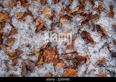 Le givre est sur le feuillage de hêtre, Bavière, Allemagne, Europe Banque D'Images