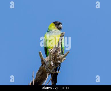 Un perruque de nanday perché sur un membre d'arbre mort au parc national de fort de Soto en floride où ils sont devenus établis. Banque D'Images