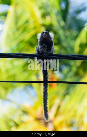 Marmoset sauvage sur un fil polaire d'une zone touristique de nature. Bel animal avec tuft blanc sur la tête. Banque D'Images