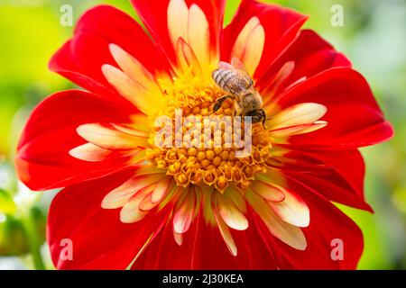 Gros plan d'une abeille sur une collarette rouge Dahlia Banque D'Images