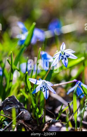 Premier Printemps Bleu Scilla siberica fleurs dans une forêt sauvage Banque D'Images