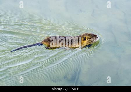 Un gros plan d'un rongeur de nutriments humide nageant dans une rivière Banque D'Images