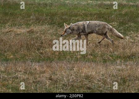 Un coyote a posé pour capturer une souris de champ pour son dîner dans le parc national de Yellowstone, Wyoming, États-Unis Banque D'Images