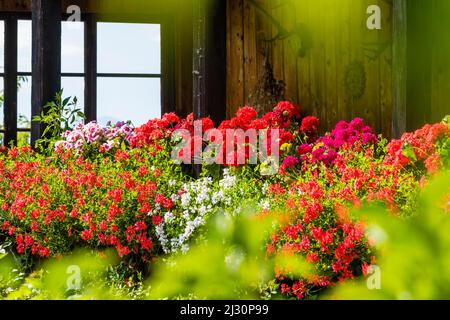 Fleurs, jardin, ferme, Aldein, Radein, Tyrol du Sud, Alto Adige, Italie Banque D'Images