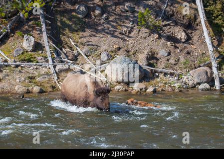 Un bison maternel protège son veau du courant de la rivière en traversant la rivière Madison, parc national de Yellowstone, Wyoming, États-Unis Banque D'Images