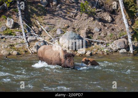 Un bison maternel protège son veau en difficulté du courant de la rivière en traversant la rivière Madison, dans le parc national de Yellowstone, aux États-Unis Banque D'Images