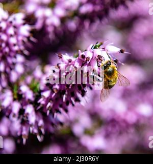 Yum Yum savoureux Banque D'Images