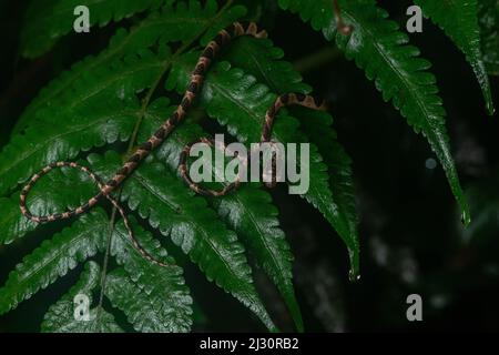 Un jeune Treesnake à tête ronde néotropicale (Imantodes cenchoa), un serpent arboricole nocturne, sur une fougère dans la jungle équatorienne. Banque D'Images