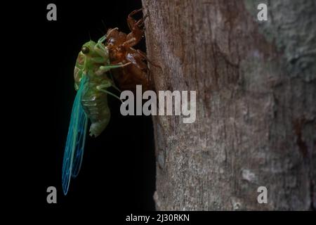 Sous couvert de nuit, une cicada jette son ancien exosquelette et commence sa vie adulte dans la forêt tropicale. Banque D'Images