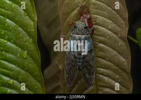 Sous couvert de nuit, une cicada jette son ancien exosquelette et commence sa vie adulte dans la forêt tropicale. Banque D'Images