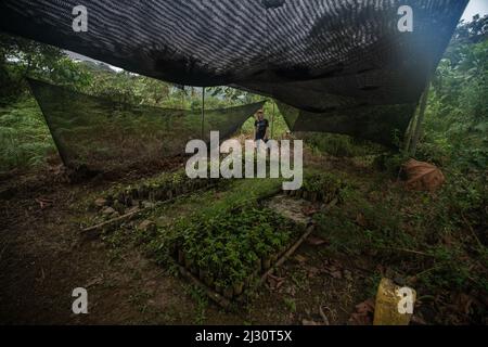 Petits semis d'arbres prêts à être plantés dans la nature pour lutter contre la déforestation et restaurer l'habitat dans la province d'El Oro, en Équateur. Banque D'Images