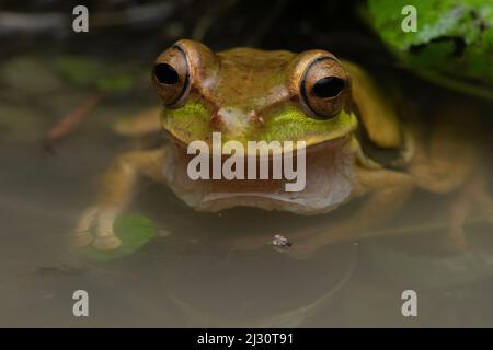 Grenouille d'arbre masquée (Smilisca phaeota) dans une flaque dans la province d'El Oro, en Équateur. Banque D'Images