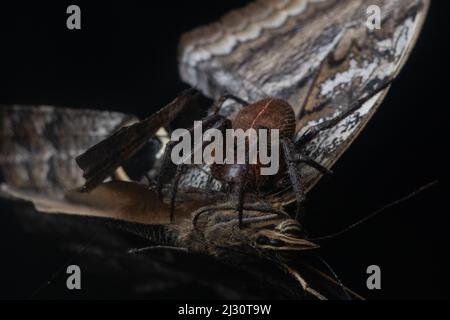 Un papillon de hibou pris dans l'âme d'araignées alors qu'une araignée de tisserand commence à l'envelopper, dans la forêt tropicale de la province d'El Oro, en Équateur, en Amérique du Sud. Banque D'Images