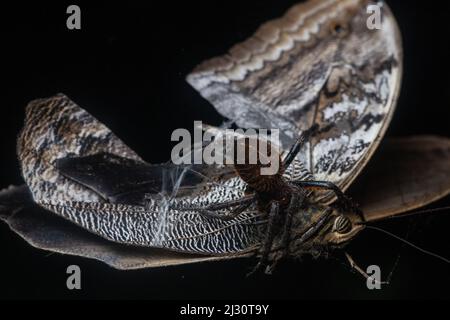 Un papillon de hibou pris dans l'âme d'araignées alors qu'une araignée de tisserand commence à l'envelopper, dans la forêt tropicale de la province d'El Oro, en Équateur, en Amérique du Sud. Banque D'Images