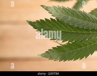Feuilles de plantes de cannabis ou chanvre pour la médecine alternative concept, fond en bois brun Banque D'Images