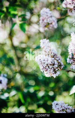 Gros plan de la branche d'arbre de lilas violet-violet en fleur - objectif à bascule utilisé pour la mise au point Banque D'Images