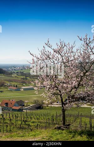 Vignobles et amandiers en fleur au printemps, Burkheim, près de Vogtsburg, Kaiserstuhl, Bade-Wurtemberg, Allemagne Banque D'Images