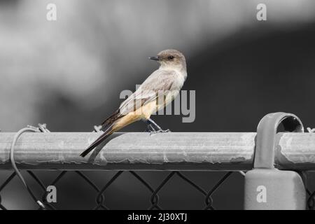 Phoebe (Satornis saya) perchée sur une clôture en métal. La clôture et l'arrière-plan sont affichés en noir et blanc afin d'accentuer le sujet. Banque D'Images