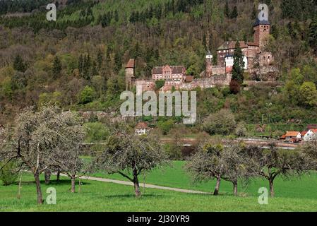 L'impressionnante forteresse Schloss-Zwingenberg au-dessus de la rivière Neckar dans le parc naturel Neckartal-Odenwald, Bade-Wurtemberg, Allemagne. Banque D'Images