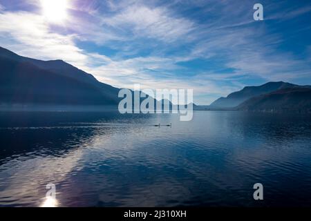 Deux cygnes sur le lac de Lugano au coucher du soleil et montagne à Morcote, Tessin en Suisse. Banque D'Images